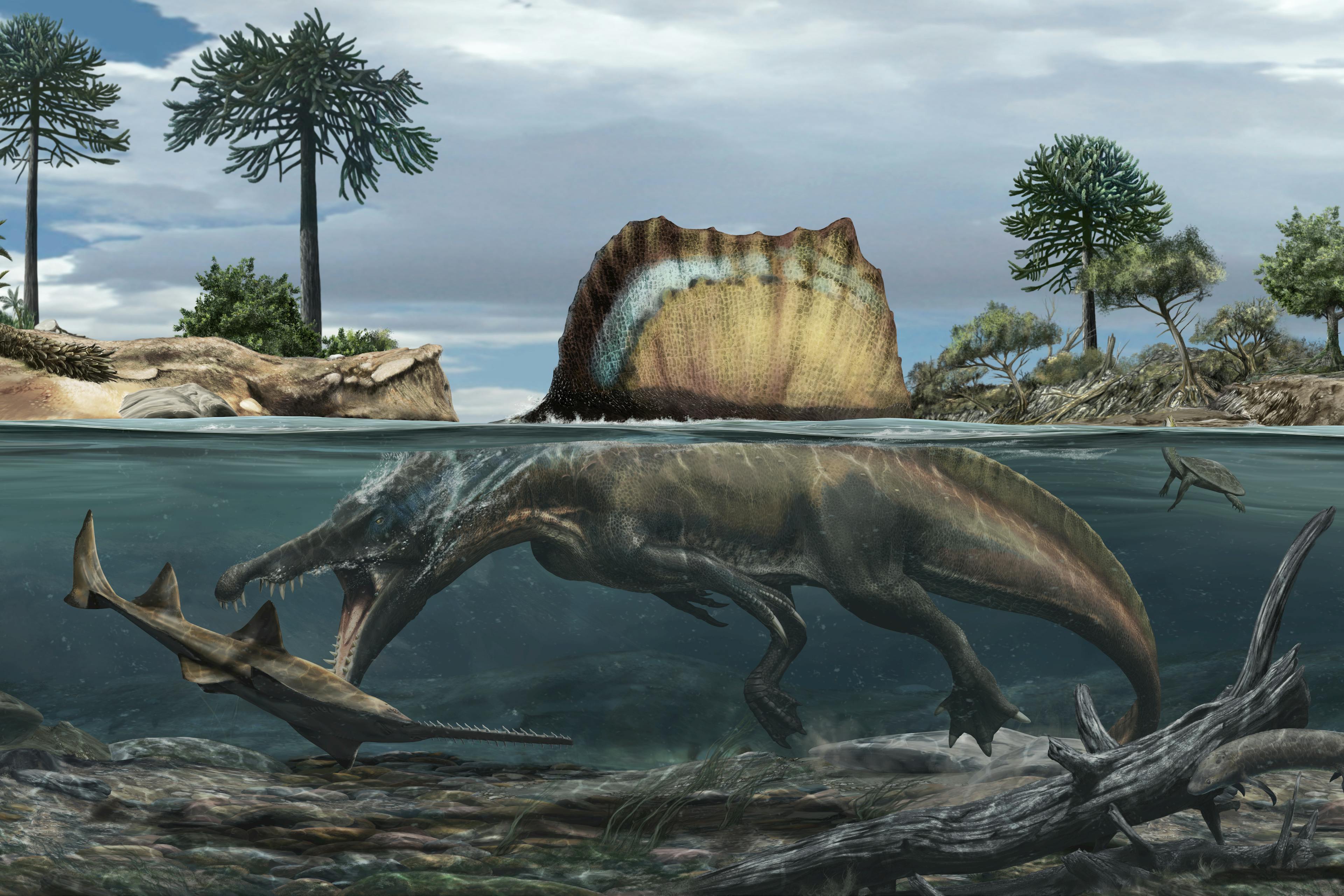 Artist's rendering of a spinosaurus hunting a smaller fish-like creature underwater