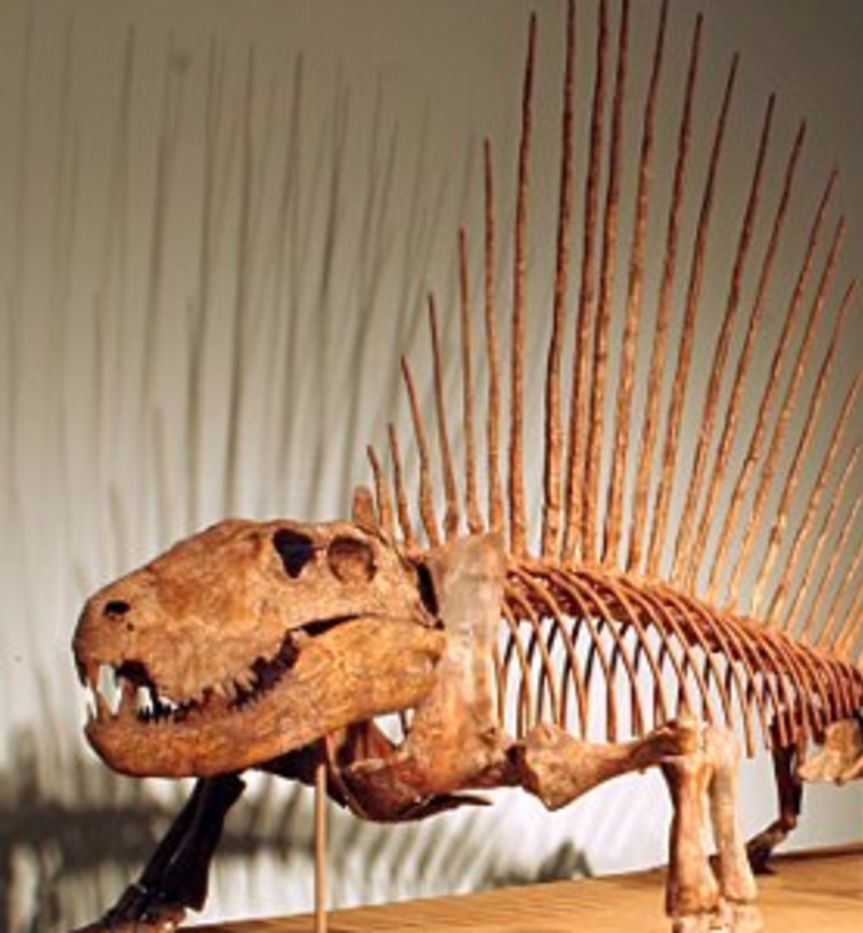 a dimetrodon fossil