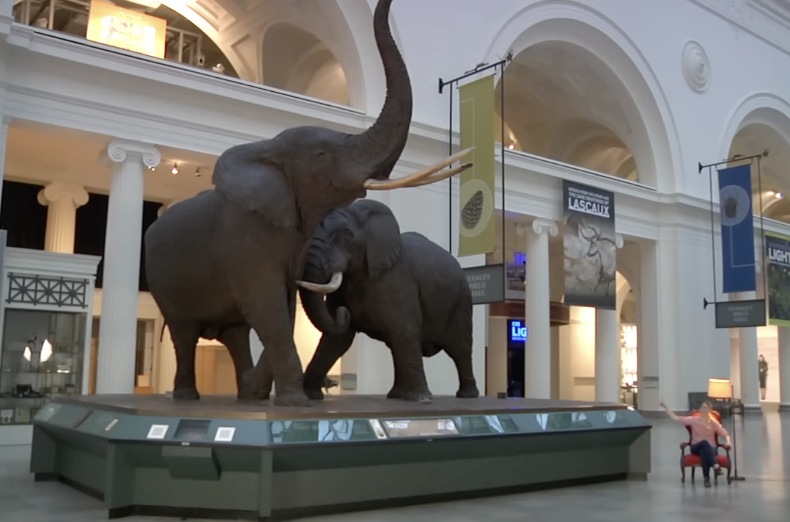 Two taxidermied elephants on a platform in a museum hall. To the right, a woman sits on a chair pointing up at the elephants.