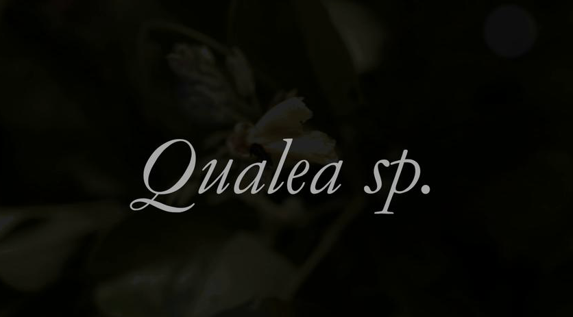 The words "Qualea sp" in white script against a dark photograph of foliage and a white flower