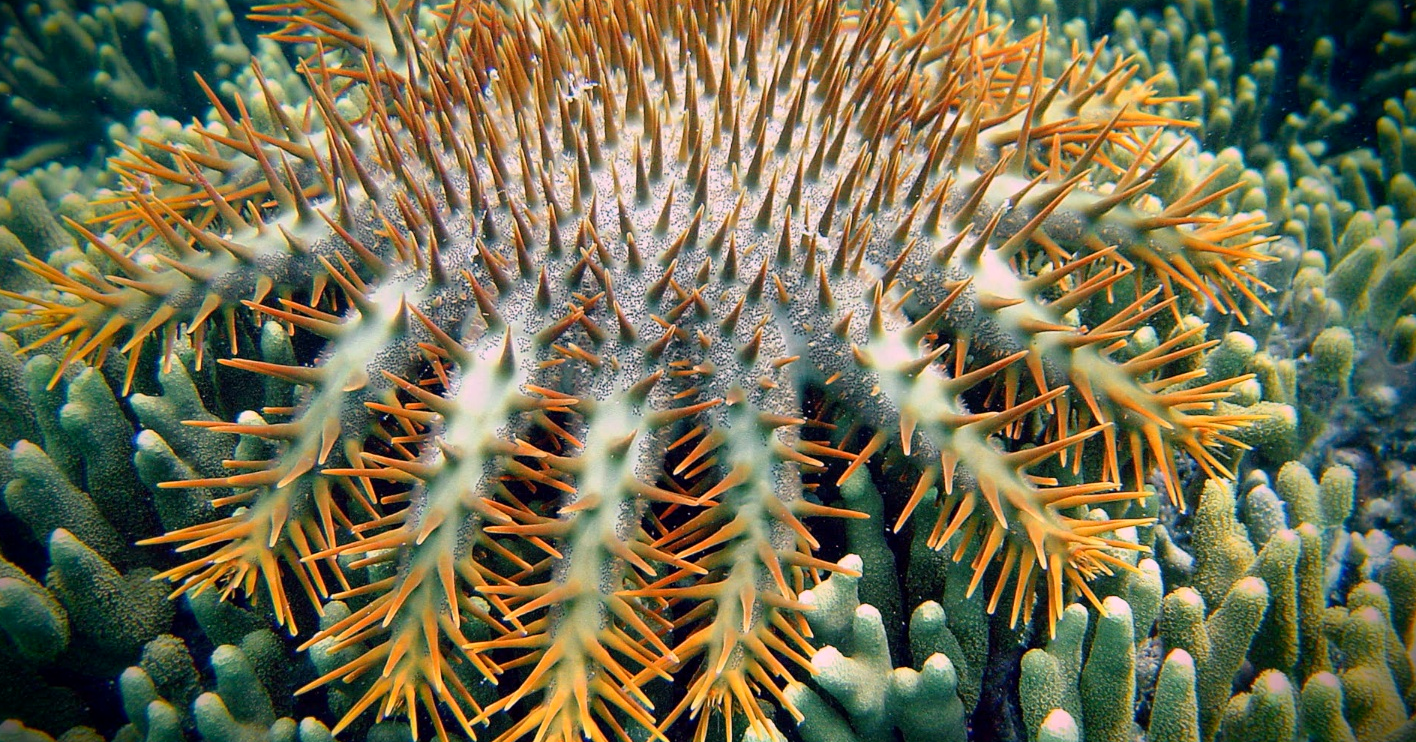 An underwater view of a star fish whose many pale-green arms are covered in orange spikes