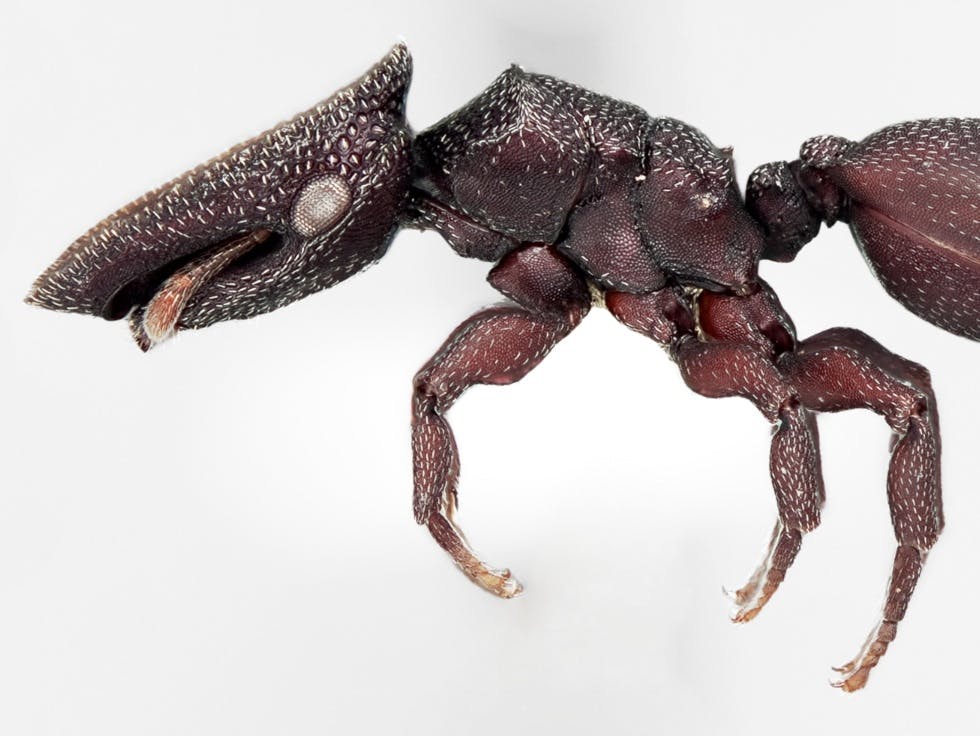 a close-up side-view of a reddish-brown turtle ant's flat head and stocky thorax and legs
